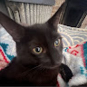 Meet your Posher, Sophia